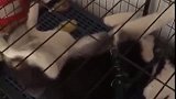 二哈：放开我，我才不要进笼子！