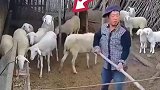 男子清理羊圈遭羊有预谋攻击，多亏男子机智用铁锹挡住第三次