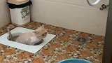 橘猫第一次自己上厕所，铲屎官：太不容易了