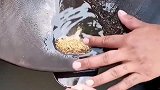 陶好的金沙倒进勺子里，师傅都要小心翼翼，掉一点老板都要心疼！