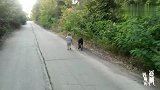 爸爸让三岁宝宝遛卡斯罗，第一次遛狗就这么像样