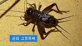 以前管这事叫玩物丧志，如今真的是时代变了