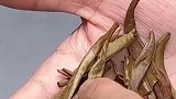 茶叶辨别的小技巧你学会了吗