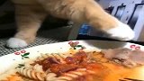 这只猫成精了，看到这一幕，不敢相信这是一只猫！