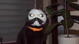 别让黑猫玩面粉，不然有镇宅之效