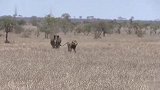 犀牛和雄狮的对峙，诠释谁才是草原之王