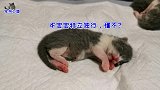 猫妈妈不在产房，几只小奶猫抱团取暖，还有一只特立独行的在卖萌
