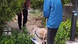 主人每天用拖板车拉着16岁狗狗晒太阳