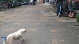 小狗狗被领养，狗妈妈来送别，最后真的看哭了！！！[流泪]