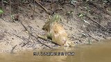 河边发现奇怪生物，行动缓慢有气无力，老人惊呼：好像“水鬼”