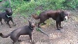 猫鼬为了偷袭大鸟，故意跑上前装死，这可真是一个小戏精