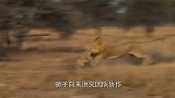 长颈鹿浑身“挂满”狮子被攻击4小时，还能淡定反击，逃离厄运！