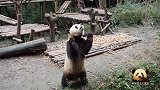 熊猫早早站起来，双手举高高等着发窝头，结果后来者抢先吃到