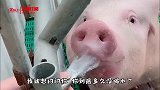 不会用挖掘机炒菜的司机绝对不是好厨子，这技术牛啊！
