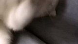 你的头才是球