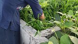空心菜要怎么炒才鲜翠欲滴？柚子妹教你一招