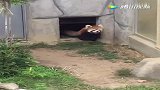 呆萌小熊猫从屋里出来，被门口一块大石头吓了一跳