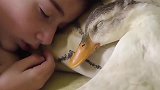 小男孩从小养了一只鸭子当宠物，彼此感情超级好，连睡觉都要一起