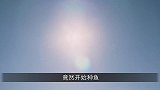 干涸的土地上，扒开泥块，里面竟然包着鱼，太惊喜了！