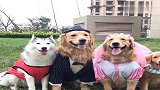 狗狗穿着婚纱太漂亮了,幸福的一家,太温馨了