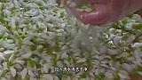又到了吃槐花的季节，大厨教你做槐花炒鴨蛋，満満的儿时味道