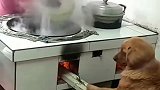 主人做饭它在烧火，真是完美的配合！