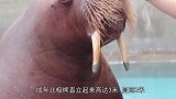 饿极了的北极熊捕食海象，结局令人心酸，镜头记录下了全过程