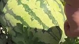 零污染的西瓜，吃到一个籽都不要钱