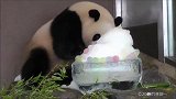 大熊猫夏天,我这条命都是冰块给的