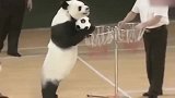 这大熊猫肯定是人扮的，网友：你是我见过最惨的熊猫