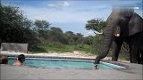 大象跑到泳池喝水，喝了两口发现池里有人不喝了