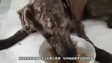 狗被遗弃饿成一幅骨架，好心男子收养，2个月后的变化让人惊喜