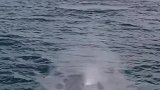 这就是地球现存最大巨兽蓝鲸！