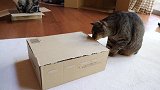 大肥猫开箱，喜欢钻箱子的大肥猫，萌翻铲屎官