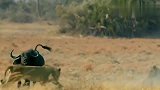 野生动物十大殊死搏斗 弱肉强食