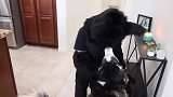 铲屎官扮猫咪恶搞，两只哈士奇看到后，反应要笑喷了