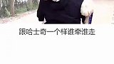阿拉斯加 宠物 雪橇三傻中的大哥，小时候是阿拉，长大就撕家。