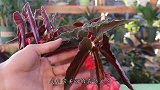 四季海棠不爱开花？学好这几个技巧，嗖嗖冒花，朵朵娇艳欲滴