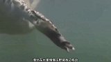 鳄鱼抢夺鬣狗食物，掏肛绝技瞬间失灵，鬣狗今天碰到硬茬了