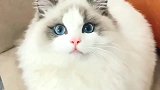 布偶猫颜值实在没得说，眼睛就像画了眼线一样！