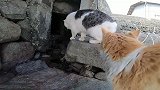 路边遇见一只颜值很高的流浪猫，能带回家卖钱吗
