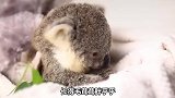 表面看考拉毛绒绒，胖乎乎，其实家还有个大长腿，哈哈哈