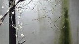 丝雨润心，早梅报春