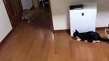 橘猫在家自娱自乐，大脸猫和母猫在一旁观看：这货应该没救了
