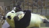熊猫宝宝：你还是亲妈吗快把宝宝的头摸秃了