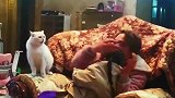 猫咪护主人跟男子对抗