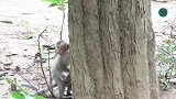 小猴子生气了，爬上大树去哭泣，小气鬼