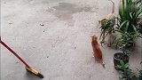 狗狗：来呀打我呀打我呀，猫咪：再嘚瑟一下试试