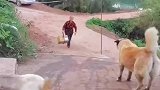 白狗开开心心跑过去帮主人拎箱子，跑去黄狗面前嘚瑟却被咬