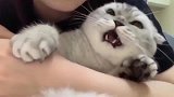 猫咪：昨晚你还主动邀请，今天你就不让我进被窝了